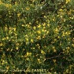 Genista salzmannii Hàbitat