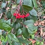 Cotoneaster coriaceus 果