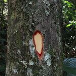 Pterocarpus soyauxii Kéreg/szár