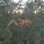 Prosopis pubescens Hábito