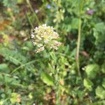 Lepidium campestreFlower