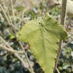 Abutilon vitifolium Blad