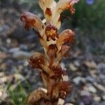 Orobanche flava Flor