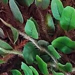 Microgramma vacciniifolia Folio