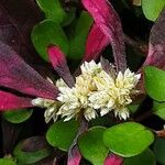 Alternanthera bettzickiana Flor