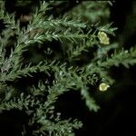 Fitzroya cupressoides Tervik taim
