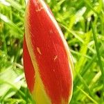 Tulipa clusiana Flor