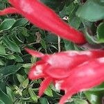 Aeschynanthus radicans Maua