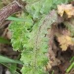 Senecio vernalis Leaf