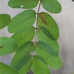Julbernardia globiflora Folio