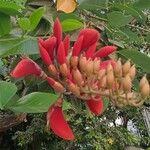 Erythrina fusca Квітка