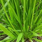 Allium angulosum Leaf