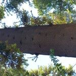 Araucaria cunninghamii Casca
