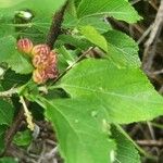 Acalypha crenata Lapas