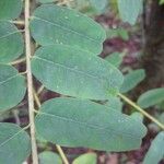 Vataireopsis surinamensis Leaf