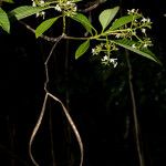 Alstonia costata Hàbitat