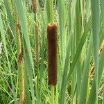 Typha orientalis 花