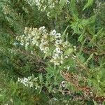 Chamaebatiaria millefolium Õis