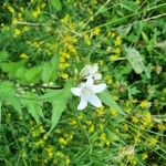 Campanula tracheliumFlower