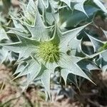 Eryngium maritimumЦветок