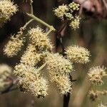 Combretum collinum Flower