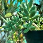 Sedum allantoides Folha