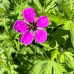 Geranium psilostemonBlomst