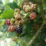 Rubus fruticosus Fruchs