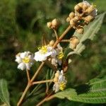 Miconia xalapensis Kvet