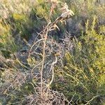 Launaea fragilis Flower