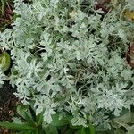 Artemisia stelleriana List