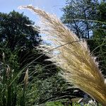 Cortaderia selloana عادت داشتن