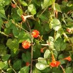 Ipomoea hederifoliaBloem