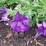 Petunia spp. Flors