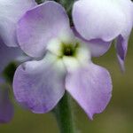 Matthiola tricuspidata 花