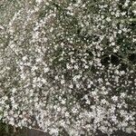 Gypsophila oldhamiana 花