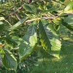 Quercus michauxii Hoja
