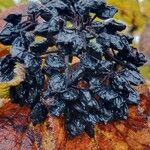 Viburnum lantana Fruit