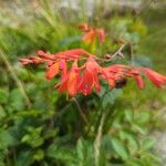 Crocosmia x crocosmiiflora Flor