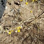 Solanum elaeagnifolium Fruto