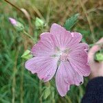 Malva alceaFlower