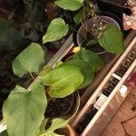 Homalomena rubescens Hoja