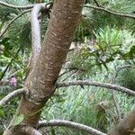 Pinus contorta বাকল