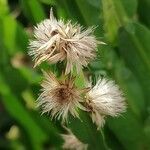 Baccharis trimera Цветок