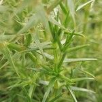Drypis spinosa Ekosanga