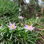 Spergularia rupicola പുഷ്പം