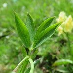 Lathyrus linifolius পাতা