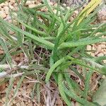 Aloe pendens Leaf