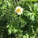 Anemone alpina Blüte