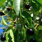Prunus mahaleb Frucht